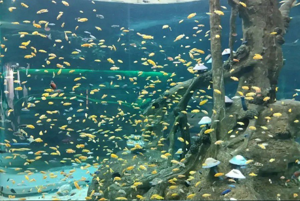 海洋館系統(tǒng)設(shè)計(jì),海洋館水質(zhì)處理方案