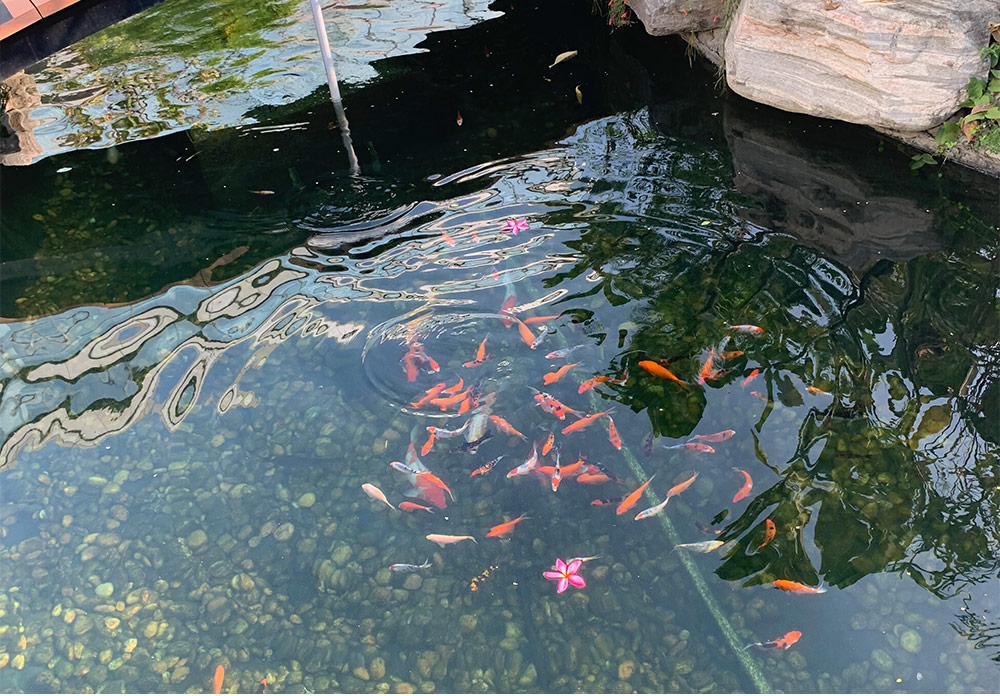 魚(yú)池水質(zhì)處理
