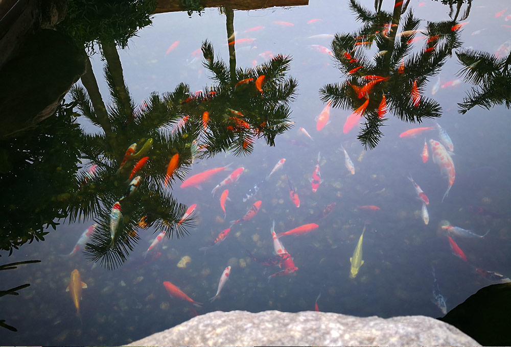 景觀魚(yú)池水質(zhì)處理