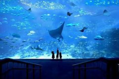 海洋館水質(zhì)處理解決方案，為海洋館帶來更加潔凈健康的水質(zhì)!