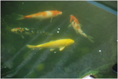景觀魚池水處理設備有哪些？