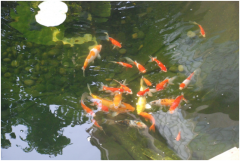 <b>景觀魚池設(shè)計(jì)注意事項(xiàng)及設(shè)計(jì)要點(diǎn)？</b>