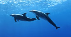 水族館水質(zhì)處理需要哪些設(shè)備？