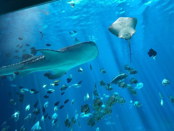 石英砂能不能當(dāng)水族館過(guò)濾材料？